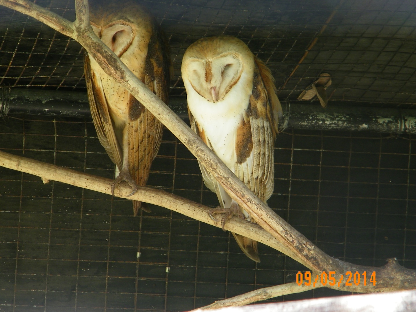 Beautiful Owls