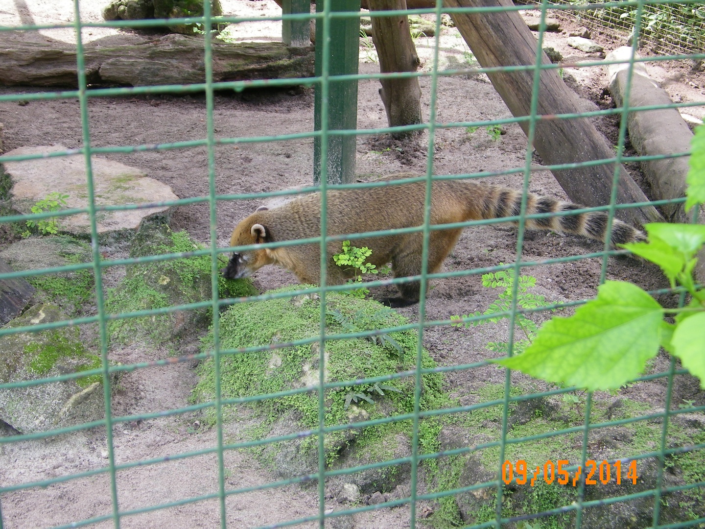 Looks like a Coati