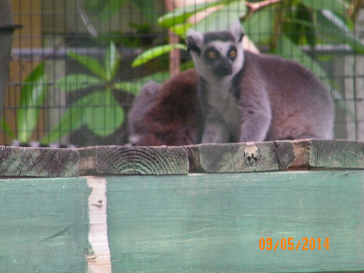 The lemurs are looking for you