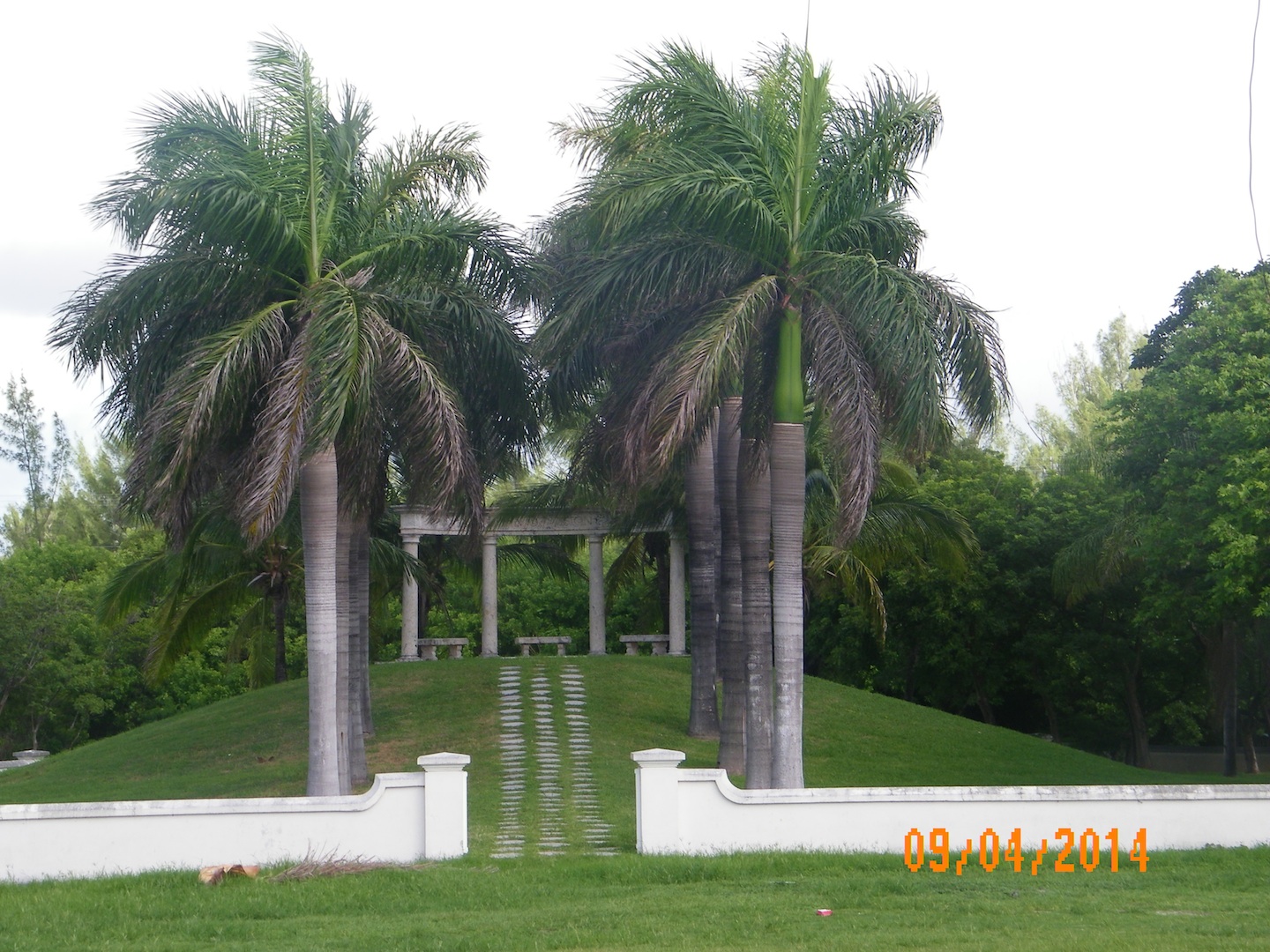 Palm tree alley