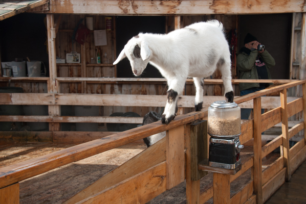 Sure-footed goat