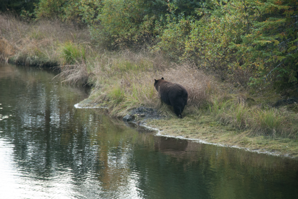 Bear Encounter