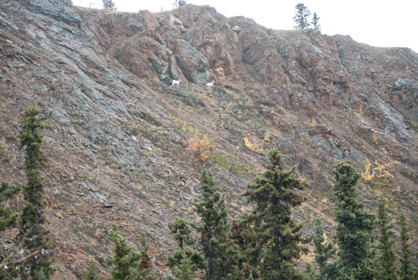 Can you see the two mountain goats