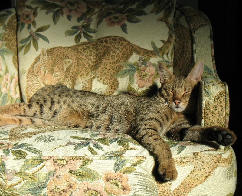 chaircat
