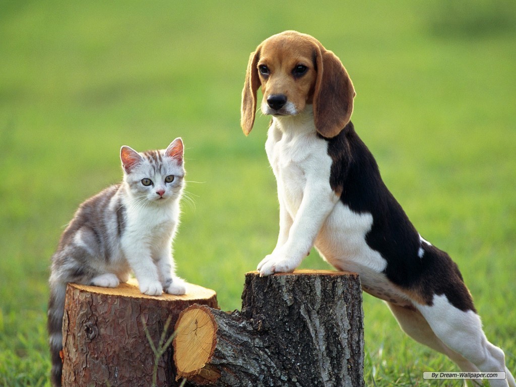 Beagle-Wallpaper-dogs-7013953-1024-768